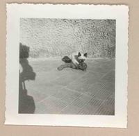 [Un gato siamés en Italia]  [fotografía].