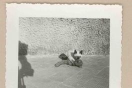 [Un gato siamés en Italia]  [fotografía].