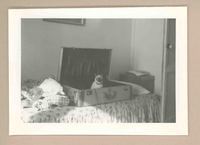 [Un gato siamés en Italia]  [fotografía].