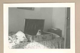 [Un gato siamés en Italia]  [fotografía].