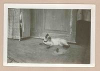 [Un gato siamés en Italia]  [fotografía].