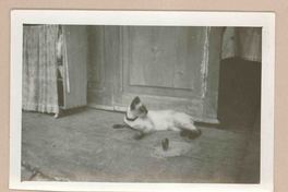 [Un gato siamés en Italia]  [fotografía].