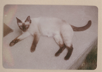 [Gato siamés de Gabriela Mistral]  [fotografía].