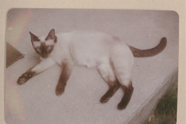 [Gato siamés de Gabriela Mistral]  [fotografía].
