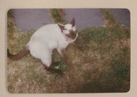 [Gato siamés de Gabriela Mistral]  [fotografía].