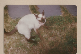 [Gato siamés de Gabriela Mistral]  [fotografía].