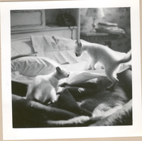 [Gabriela Mistral en Nueva York]  [fotografía].