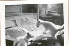 [Gabriela Mistral en Nueva York]  [fotografía].