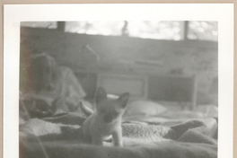 [Gabriela Mistral en Nueva York]  [fotografía].