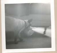 [Gabriela Mistral en Nueva York]  [fotografía].