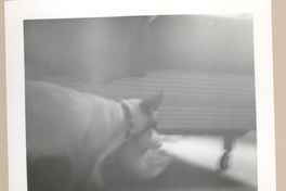 [Gabriela Mistral en Nueva York]  [fotografía].