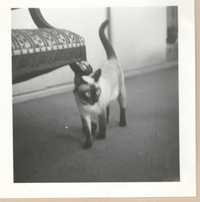 [Gabriela Mistral en Nueva York]  [fotografía].