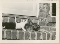 [Gatos siameses en Nueva York]  [fotografía].