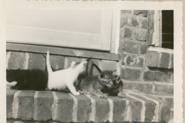 [Gatos siameses en Nueva York]  [fotografía].