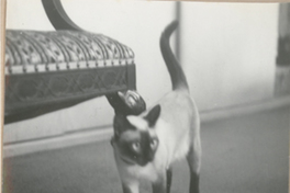 [Gato siamés en Nueva York]  [fotografía].