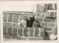 [Gatos en Nueva York]  [fotografía].