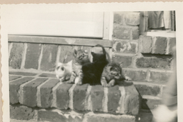 [Gatos en Nueva York]  [fotografía].