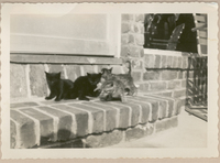 [Gatos en Nueva York]  [fotografía].