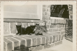 [Gatos en Nueva York]  [fotografía].