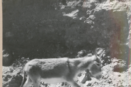 [Montegrande]  [fotografía].