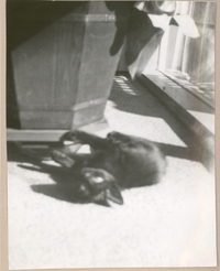 [Casa de Gabriela Mistral en Nueva York]  [fotografía].