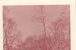 [Gabriela Mistral y un amigo en New York]  [fotografía].