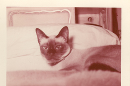 [Un gato siamés en New York].