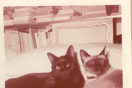 [Dos gatos en New York].
