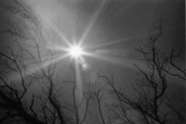 [Contraluz]  [fotografía] Antonio Larrea.