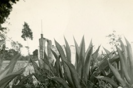 Doris Dana en México.  [fotografía].