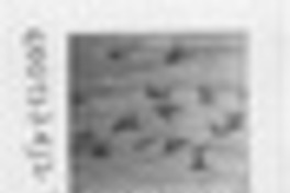 Maremoto  [artículo].