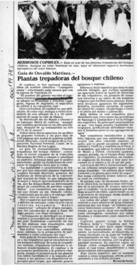 Plantas trepadoras del bosque chileno  [artículo] Bernardo Soria.