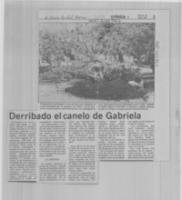 Derribado el canelo de Gabriela