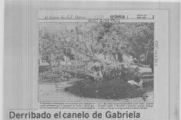 Derribado el canelo de Gabriela