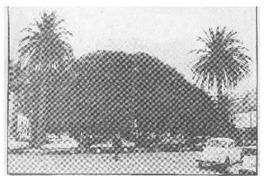 El gomero y "El árbol" de María Luisa Bombal