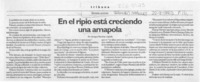 En el ripio está creciendo una amapola  [artículo] Enrique Ramírez Capello.