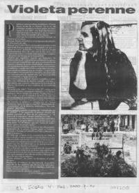 Violeta perenne  [artículo] Fernando Quilodrán