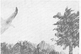 Amables aventuras de perrita dálmata.