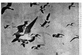 "Despierto en el sueño"