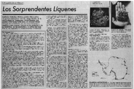 Los Sorprendentes líquenes.