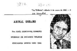 Animal Urbano
