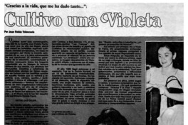Cultivo una Violeta