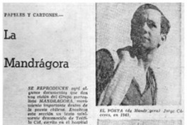 La mandrágora.