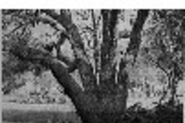 Víctor Castro, país propio