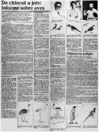 De chincol a jote, informe sobre aves