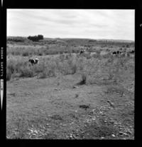 [Vacas y caballos pastando] : Chile Sul [Sur de Chile]