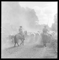 [El campo talquino] : Chile Talca Reforma Agraria
