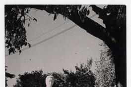 [Monumento a] Gabriela Mistral por Laura Rodig en Quinta Normal