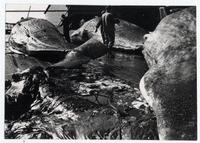 Faena ballenera en la provincia de Concepción