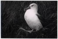 [Albatros de] Isla Diego Ramírez
